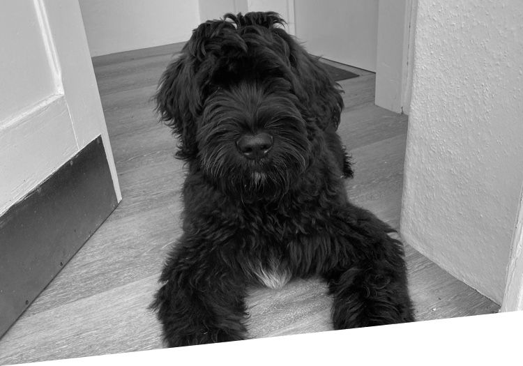 Portrait von unserem Bürohund Hossy